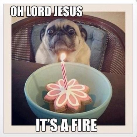 Pug OH Lord Jesus It's a Fire