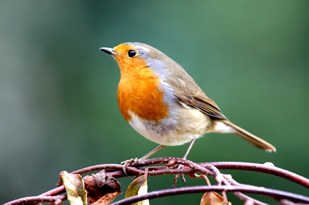 Robins Red-breasted Birds