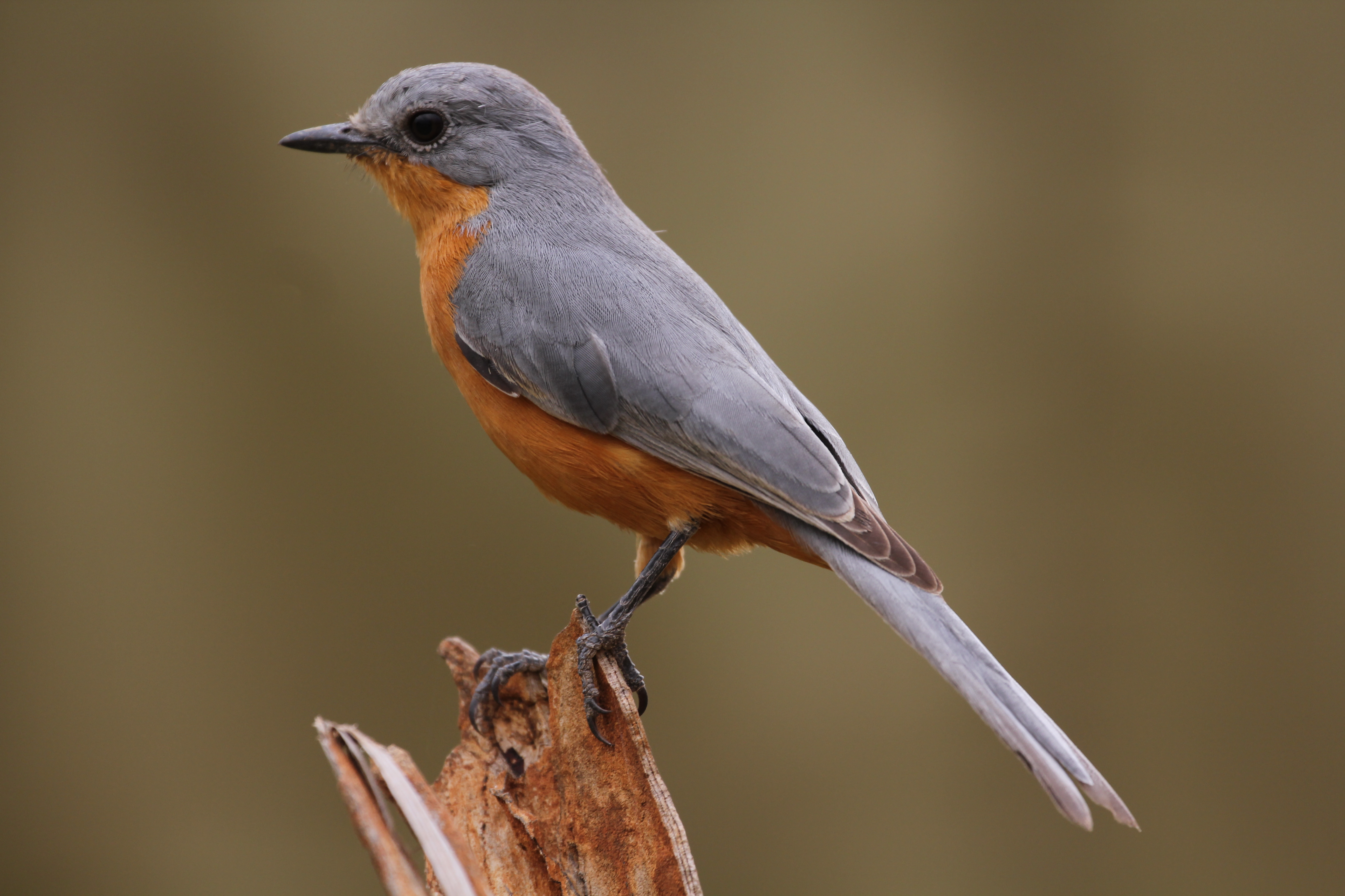 Uganda National Bird