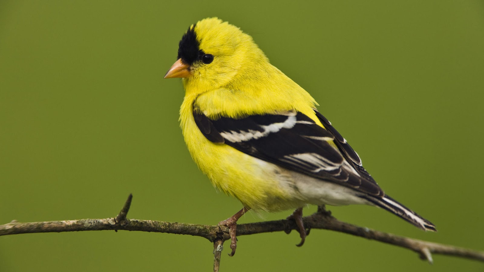 Yellow Bird On Branch