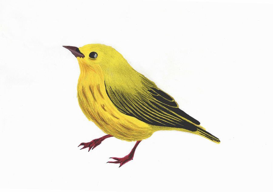 Yellow Bird