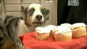 Cupcake Dog Meme
