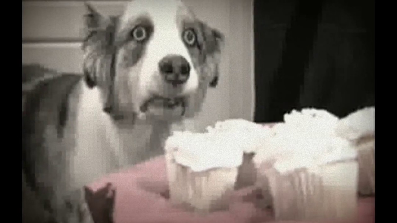 Dog Cupcake Vietnam Flashbacks