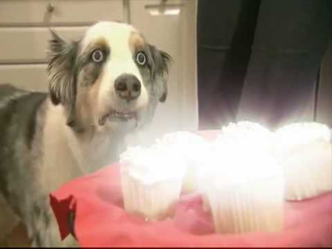 Dramatic Cupcake Dog