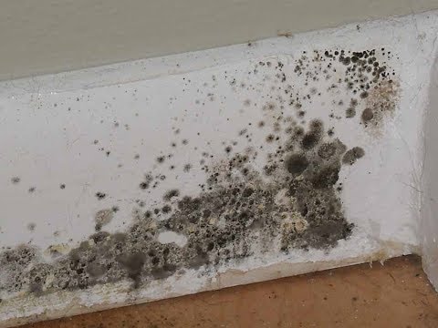 What Does Toxic Black Mold Look Like