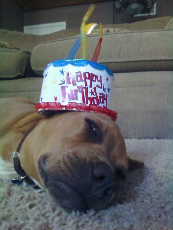 Pitbull Birthday Cake
