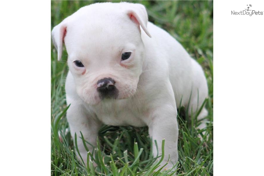 White American Pit Bull Terrier Puppies