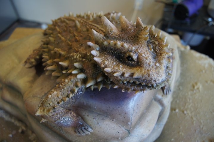 Horned Lizard Birthday Cake