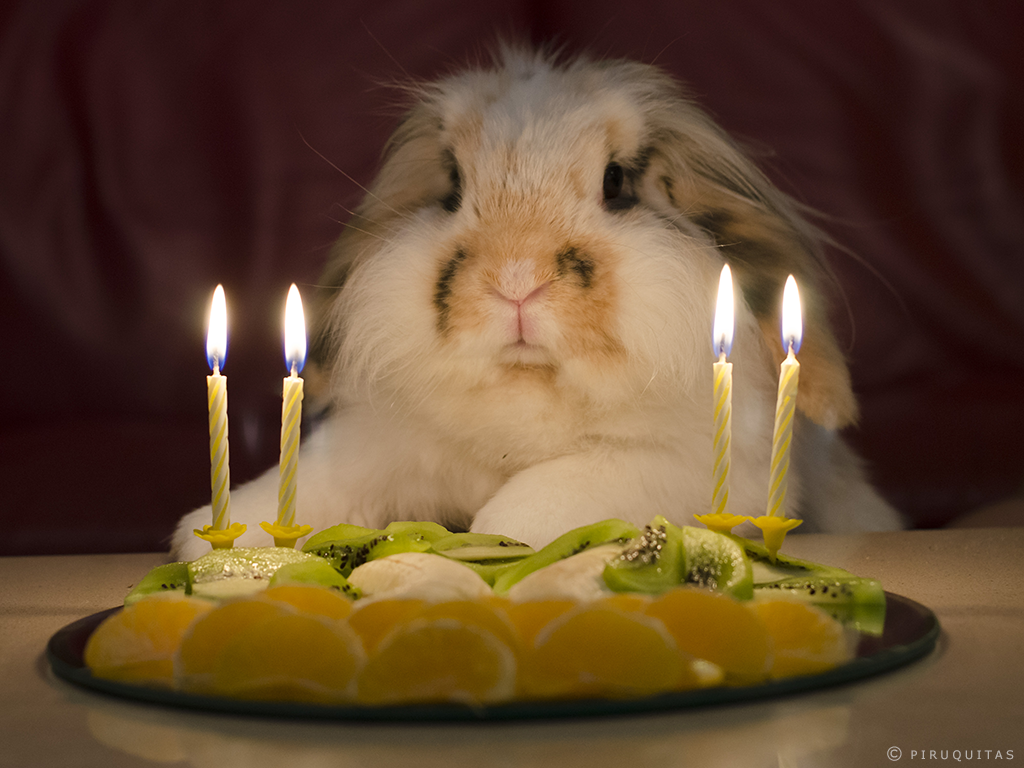 Bunny Rabbit Birthday Party