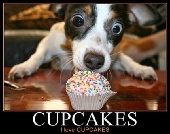 Cupcake Dog Meme