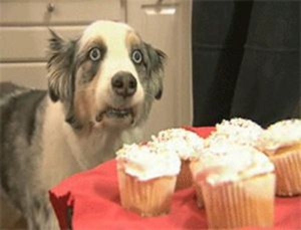 Dog Cupcake Flashback