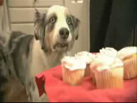 Dramatic Cupcake Dog