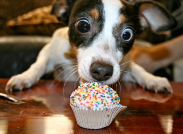 Dog Cupcakes