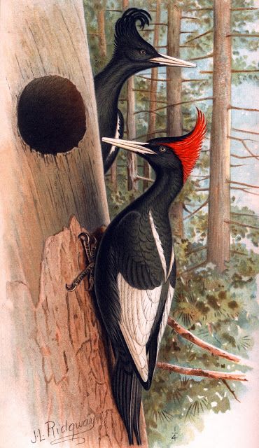 Imperial Ivory Billed Woodpecker