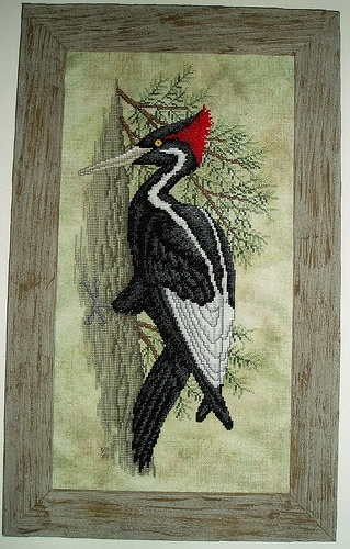 Ivory Billed Woodpecker Ivory Billed Woodpecker