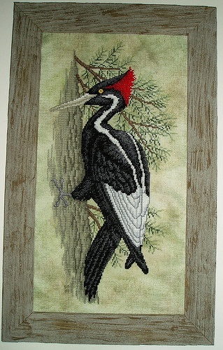 Ivory Billed Woodpecker