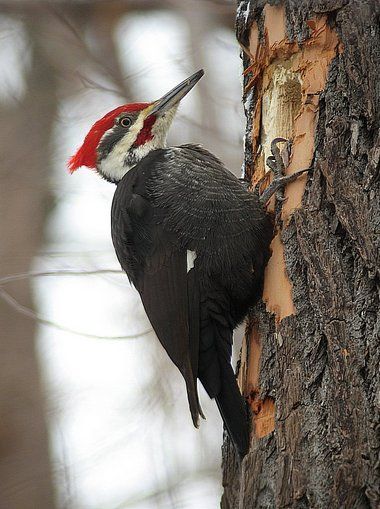 Pileated Woodpecker Pileated Woodpecker