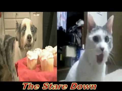 Vietnam Cupcake Dog Meme Vietnam Cupcake Dog Meme