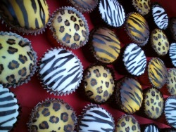 Animal Print Birthday Cupcakes