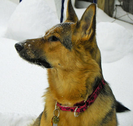 German Shepherd Dog