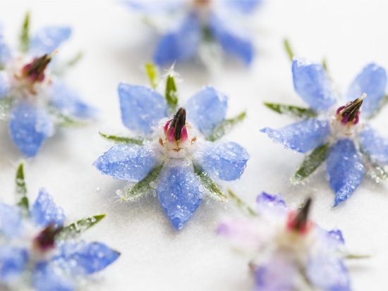 Almond Fairy Cakes with Candied Borage Flowers