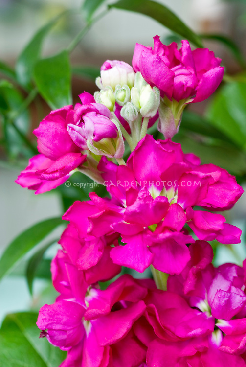 Flowering Stock Flowers