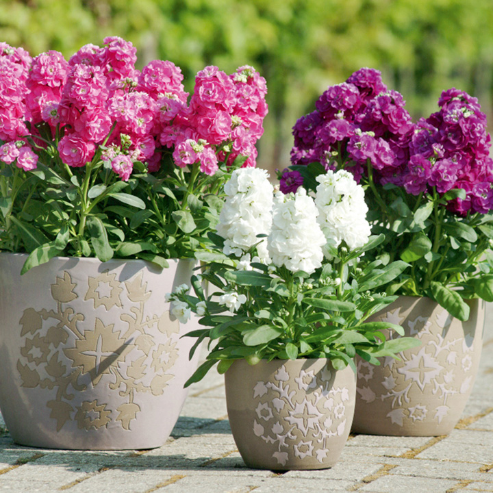 Hot Mix Plants Stocks Cakes Hot Mix Plants Stocks Cakes