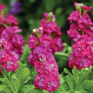 Matthiola Cultivars for Cutting