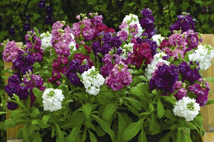 Matthiola Incana Stocks