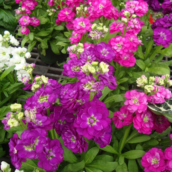 Matthiola Incana