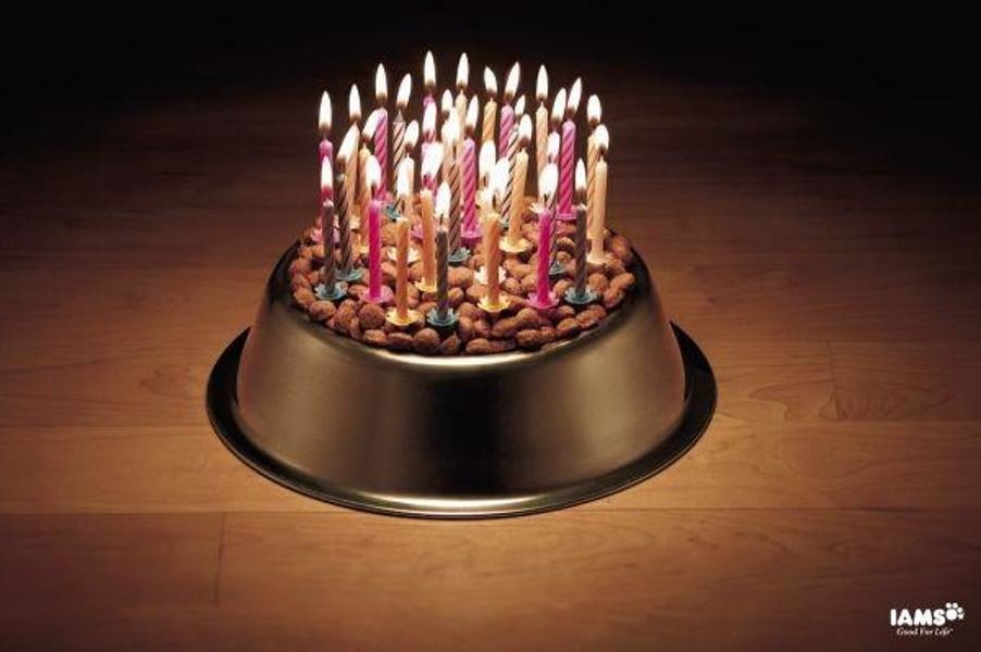 Dog Birthday Cake Dog Birthday Cake