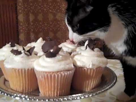 Cat Eating Cupcake Cat Eating Cupcake