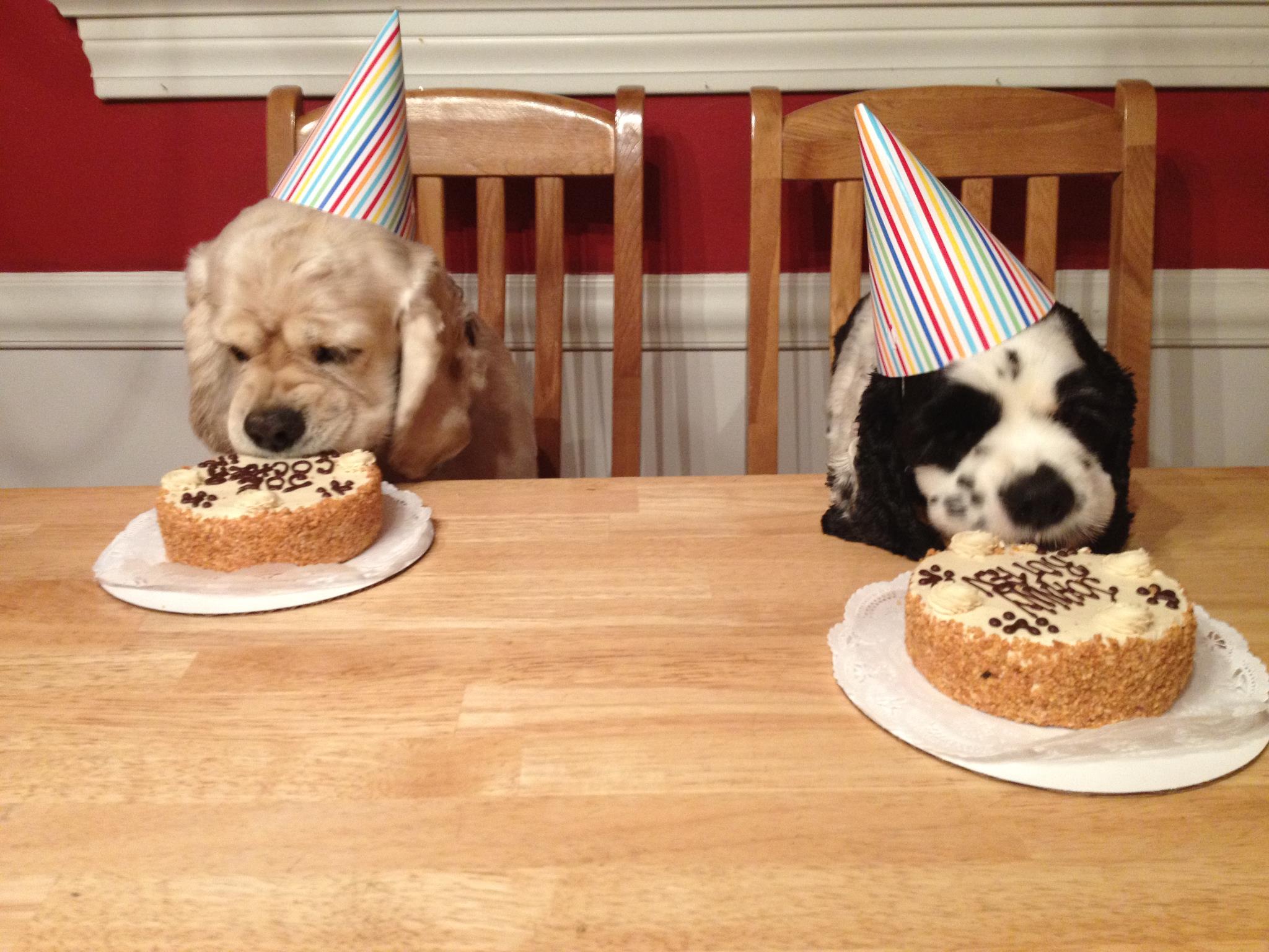 Three Dog Bakery Cake