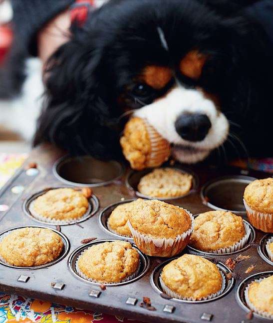 Peanut Butter Dog Cupcakes